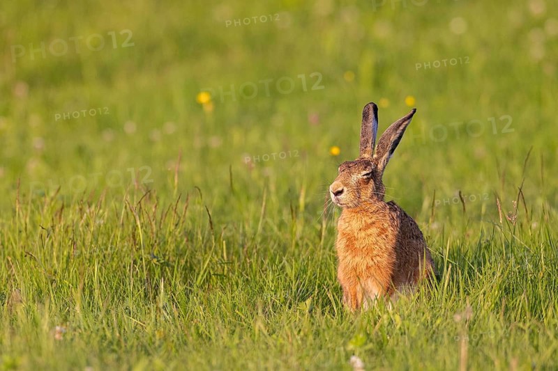 European hare (Lepus europaeus) sitting relaxed with closed eyes in the sun on a green meadow in summer, Baden-Württemberg, Germany