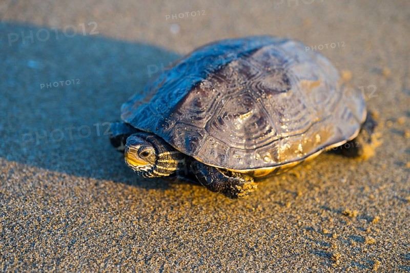 Turtle sitting on sandy surface with slight light reflection, Balkan pond turtle (Mauremys rivulata), Balkan stream turtle, Ayvalik, Aegean Sea, Turkey