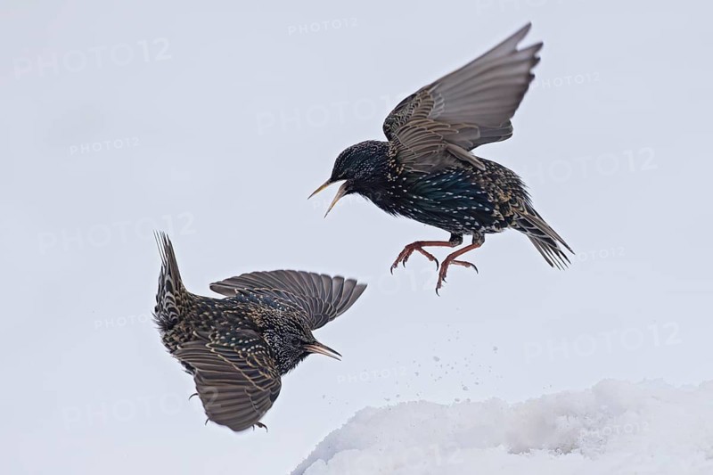 Starling (Sturnus vulgaris), close-up, two adult birds attacking each other in flight in an aggressive territorial fight in winter in the snow, Baden-Württemberg, Germany