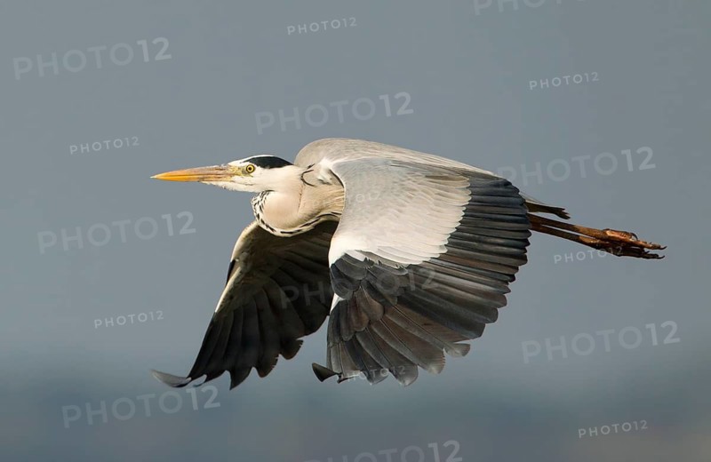 Grey Heron (Ardea cinerea) flying, Bueng Boraphet, Thailand