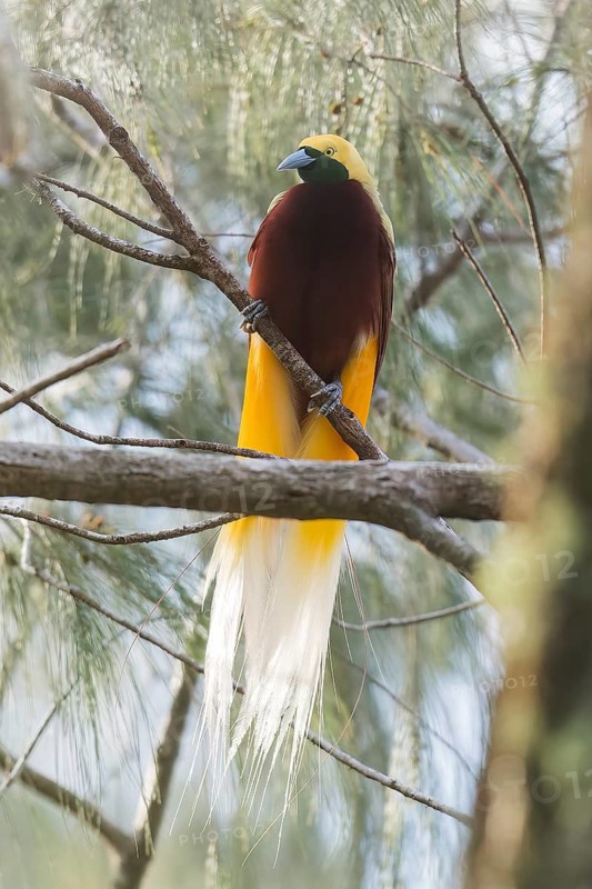 Lesser Bird-of-paradise (Paradisaea minor) perched on a branch in Papua New Guinea