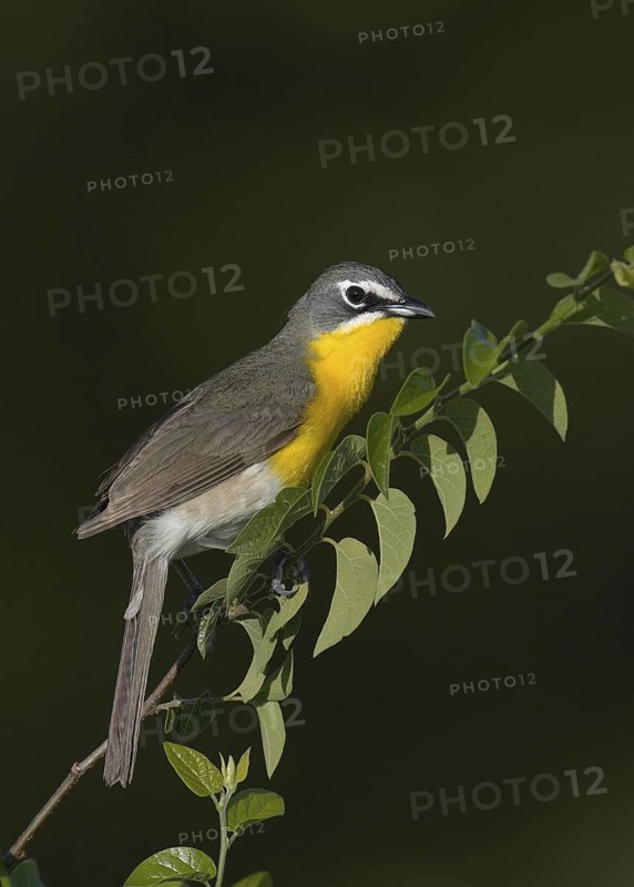 Yellow-breasted Chat (Icteria virens), Arizona, USA