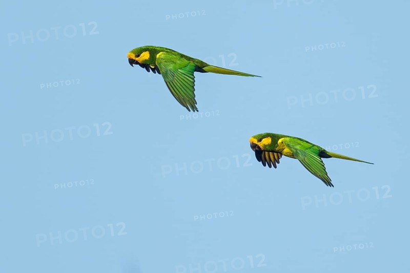 Yellow-eared Parrot (Ognorhynchus icterotis) flying in the mountains of Colombia, South America
