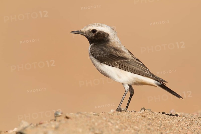 Mourning Wheatear (Oenanthe lugens) female, Morocco