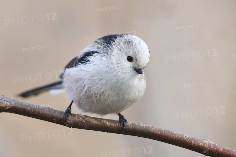 Long-tailed Tit (Aegithalos caudatus), Baden-Wuerttemberg, Germany