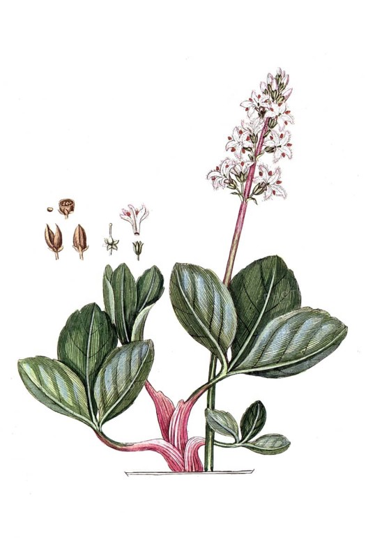 Menyanthes trifoliata, feverfew, bitter clover, digital reproduction of a historical original, between 1790 and 1810
