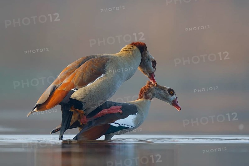 Egyptian Goose (Alopochen aegyptiaca) pair, North Rhine-Westphalia, Germany