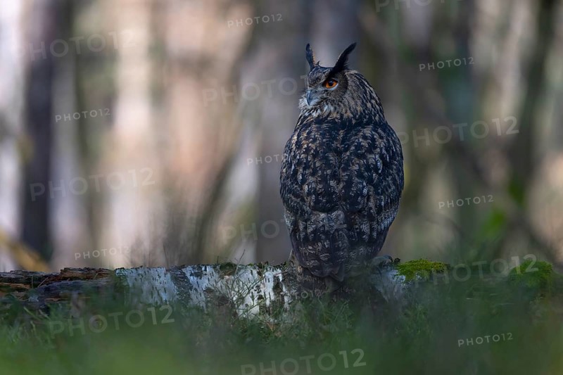 Eurasian Eagle-owl (Bubo bubo), Bitburg, Rhineland-Palatinate, Germany