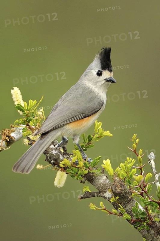Black-crested Titmouse (Baeolophus atricristatus), Texas, USA