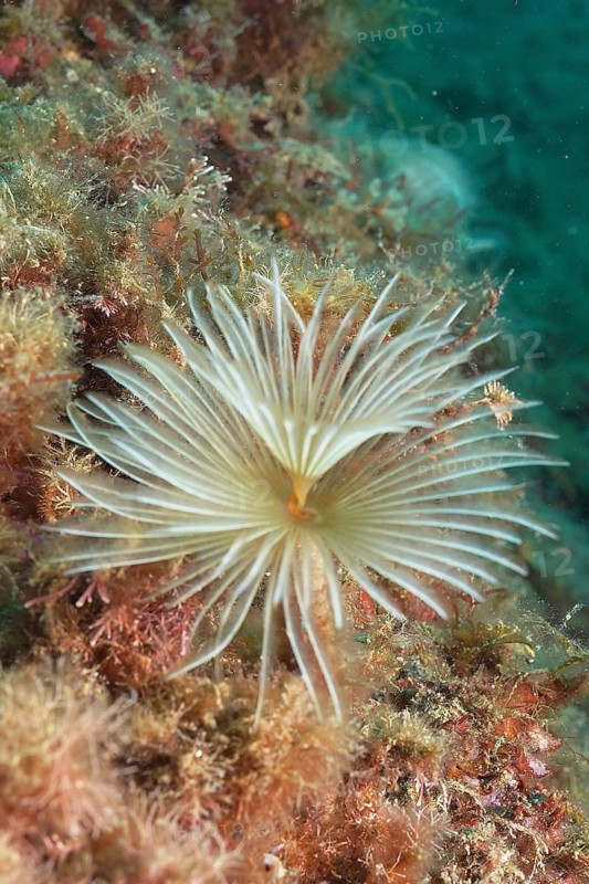 Screw table (Sabella spallanzanii)