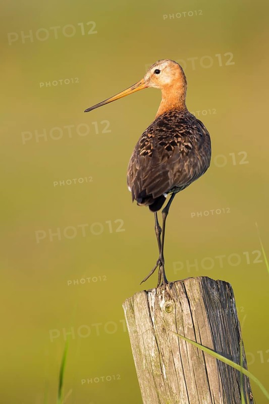 Black-tailed Godwit (Limosa limosa) male, Texel, Netherlands