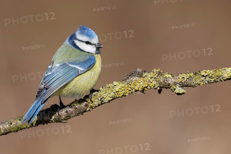 Eurasian Blue Tit (Cyanistes caeruleus), Lower Saxony, Germany