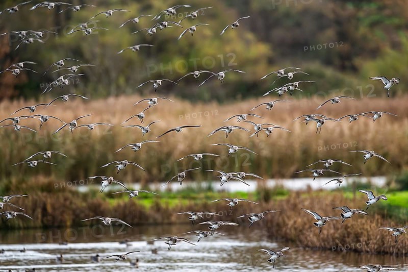 Black-tailed Godwits, Limosa limosa, birds in flight over marshes