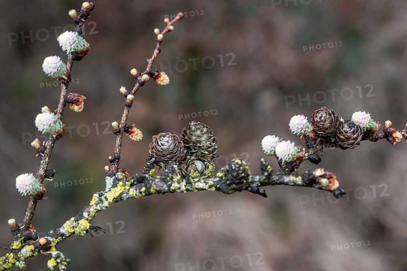 Larch blossoms (Larix decidua), Emsland, Lower Saxony, Germany