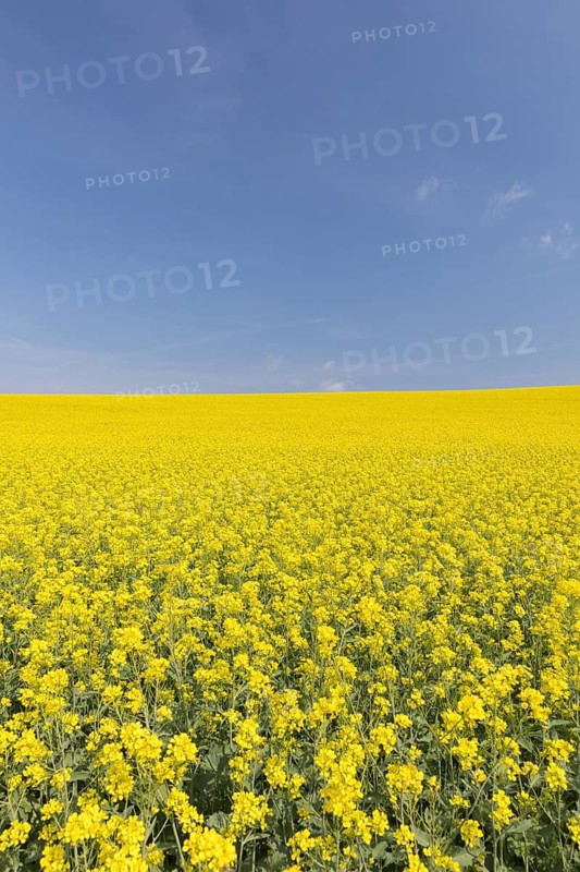 Field of blooming Rapeseed (Brassica napus) with blue sky