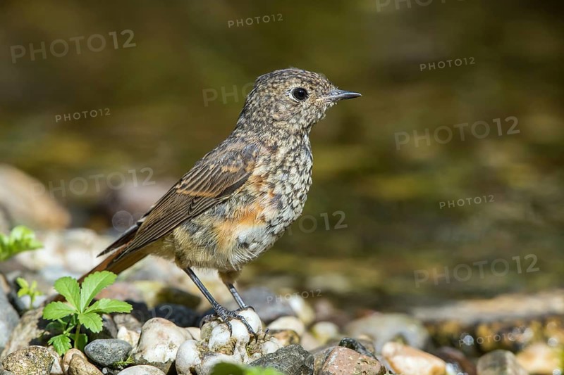Common Redstart (Phoenicurus phoenicurus) young male at little stream, Mecklenburg-Western-Pomerania, Germany