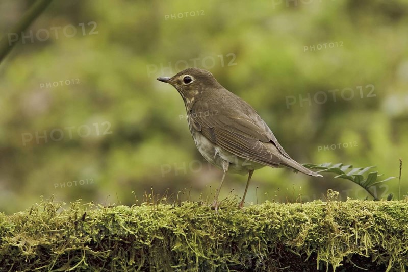 Swainson's Thrush (Catharus ustulatus), Ecuador
