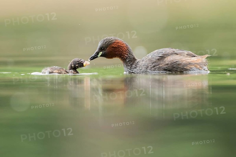 Little Grebe (Tachybaptus ruficollis) with chick, Hesse, Germany