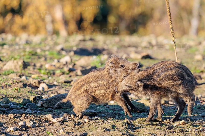 Two young wild boars (Sus scrofa) are fighting fiercely in the early morning light in a clearing. Bavaria, Germany