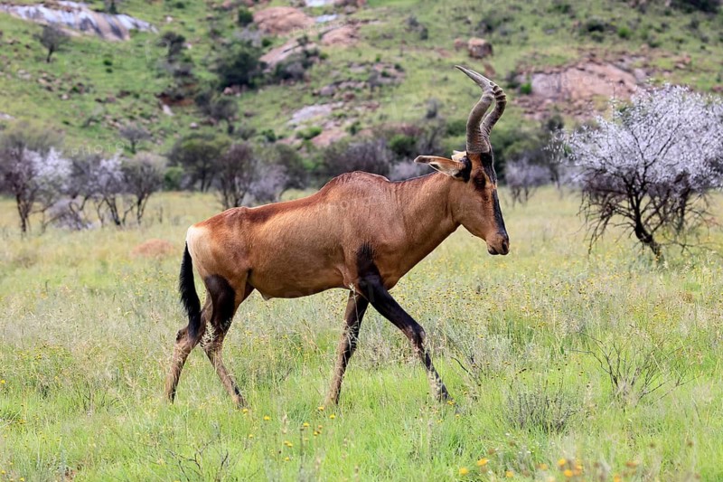 Red hartebeest (Alcelaphus buselaphus caama), Kaama, adult, foraging, running, Mountain Zebra National Park, Eastern Cape, South Africa