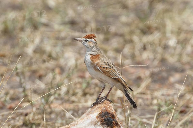 Red-capped Lark (Calandrella cinerea), Masai Mara, Kenya