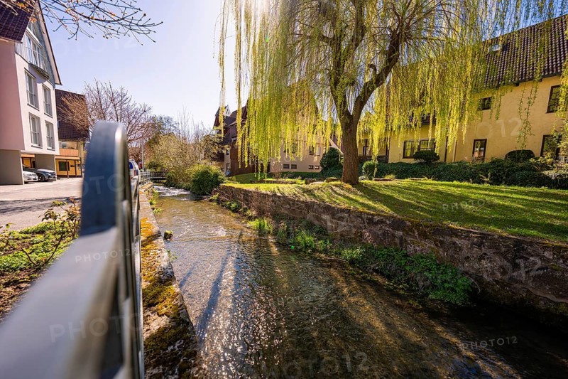 Stream with lush willow tree in a village in bright sunshine, Aidlingen, Böblingen district, Germany
