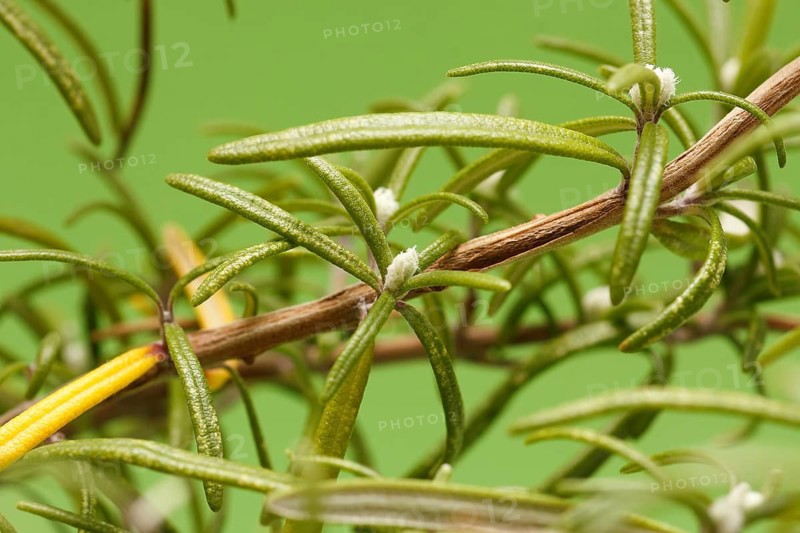 Rosemary (Rosmarinus officinalis), twigs with young, very hairy leaves, in the studio, North Rhine-Westphalia, Germany
