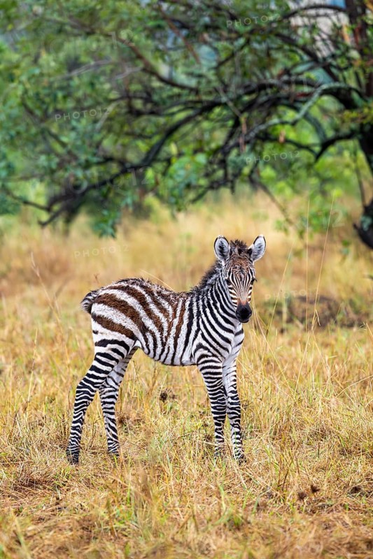 Steppe zebra (Equus quagga), young animal, Serengeti National Park, Tanzania