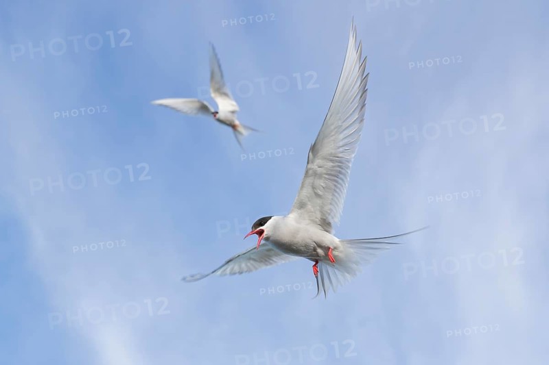 Arctic Tern (Sterna paradisaea) flying, Iceland