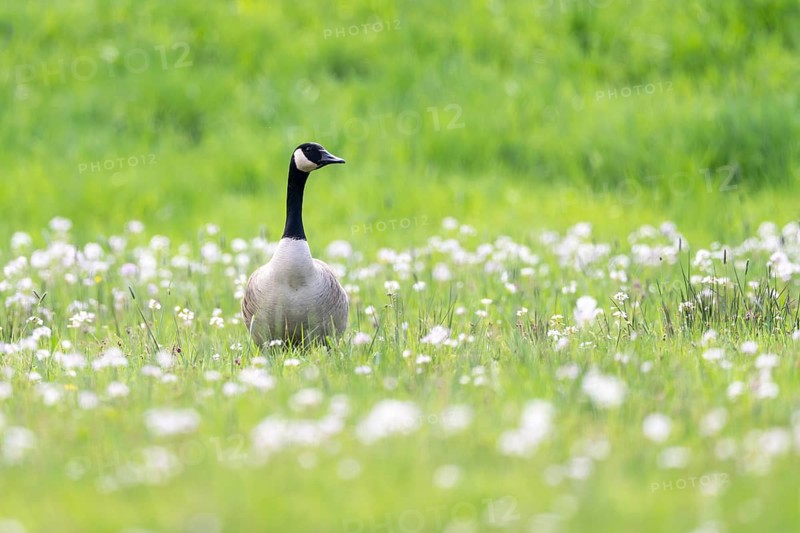 Canada goose (Branta canadensis), Vulkaneifel, Rhineland-Palatinate, Germany