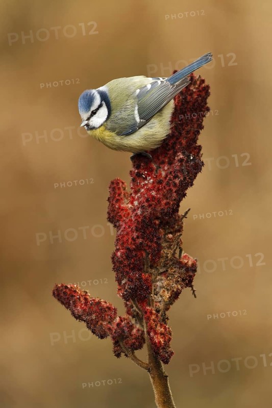 Eurasian Blue Tit (Cyanistes caeruleus), Utrecht, Netherlands