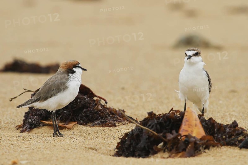 Red-capped Plover (Charadrius ruficapillus), Queensland, Australia