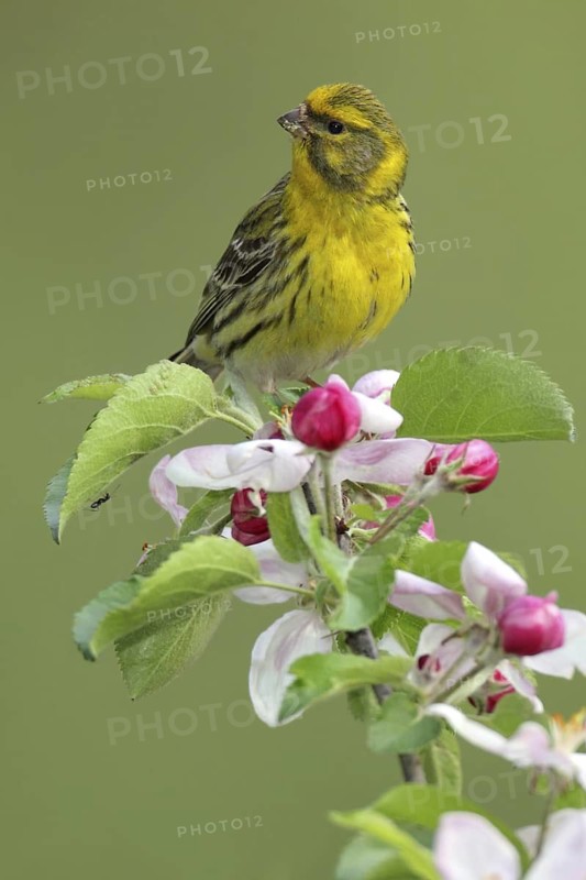 European Serin (Serinus serinus) male, Bern, Switzerland