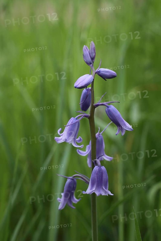 Common bluebell (Hyacinthoides non-scripta), Bad Schönborn, Baden-Württemberg, Germany