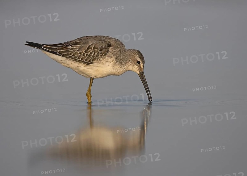 Stilt Sandpiper (Calidris himantopus), Ohio, USA