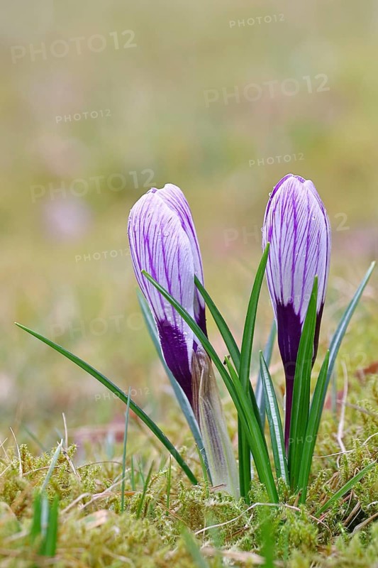 Blue and white crocus (Crocus neapolitanus), closed flowers, close-up, inflorescence, early bloomer, spring, North Rhine-Westphalia, Germany