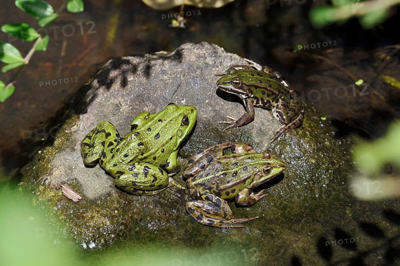 Pond frogs (Pelophylax esculentus, Rana esculenta) sitting on a stone, North Rhine-Westphalia, Germany