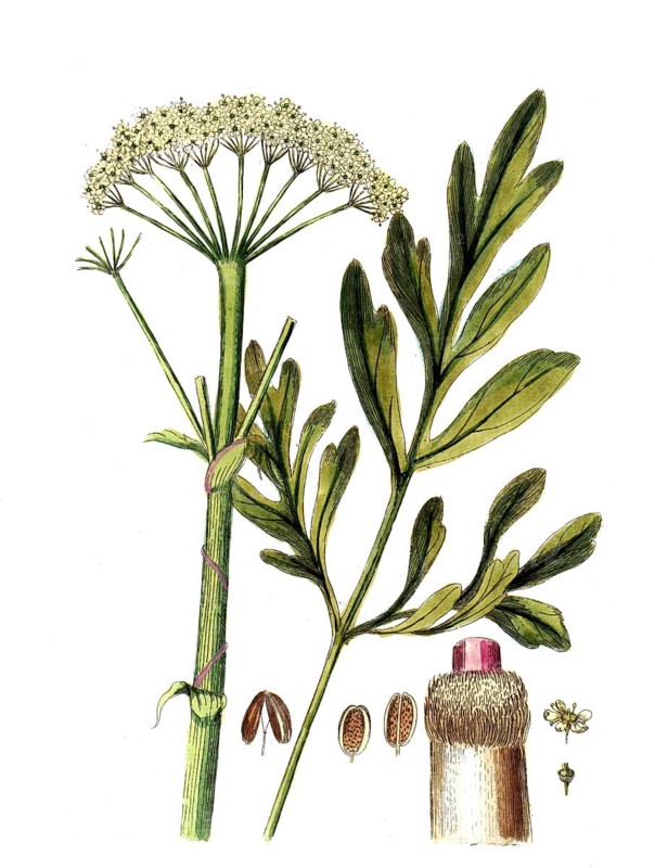 Ferula assa foetida, Asant, also known as Stinkasant or Devil's Dirt, digital reproduction of a historical original, between 1790 and 1810