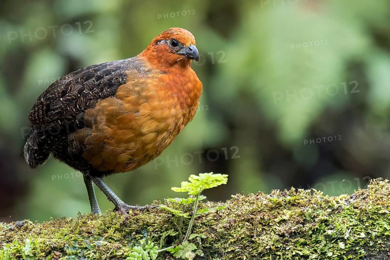 Chestnut Wood-quail (Odontophorus hyperythrus) perched on a branch in Colombia, South America