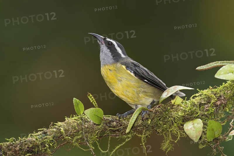Bananaquit (Coereba flaveola), Costa Rica