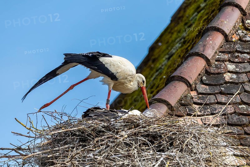 White stork (Ciconia ciconia) in nest on house roof, Affenberg, Salem, Lake Constance region, Baden-Württemberg, Germany