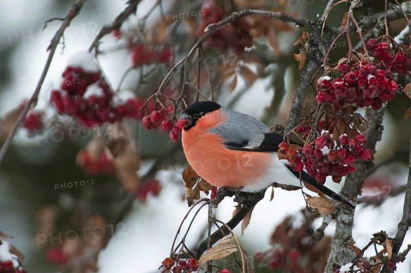 Eurasian Bullfinch (Pyrrhula pyrrhula) male, Switzerland