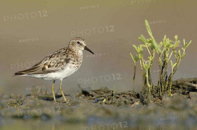Least Sandpiper (Calidris minutilla), Texas, USA