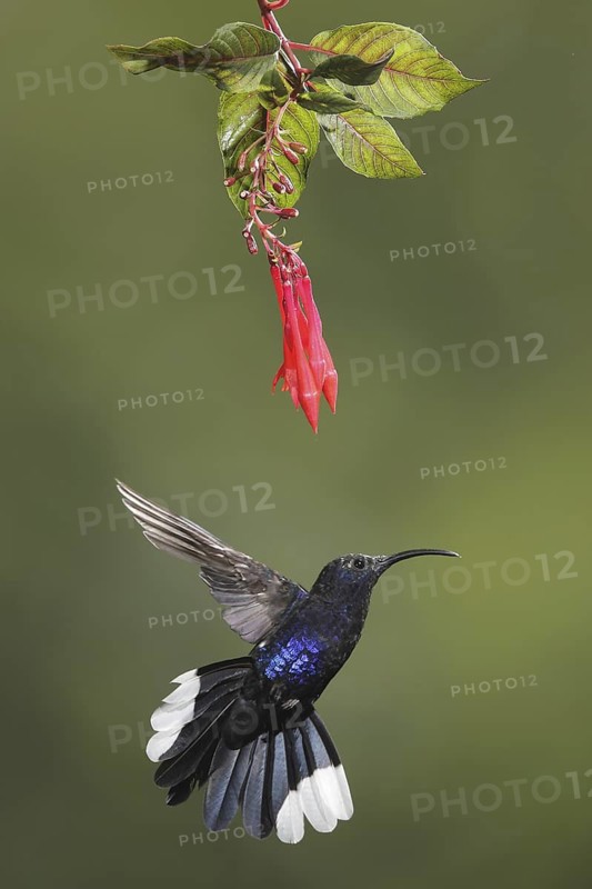 Violet Sabrewing (Campylopterus hemileucurus) male flying, Bosque de Paz, Costa Rica
