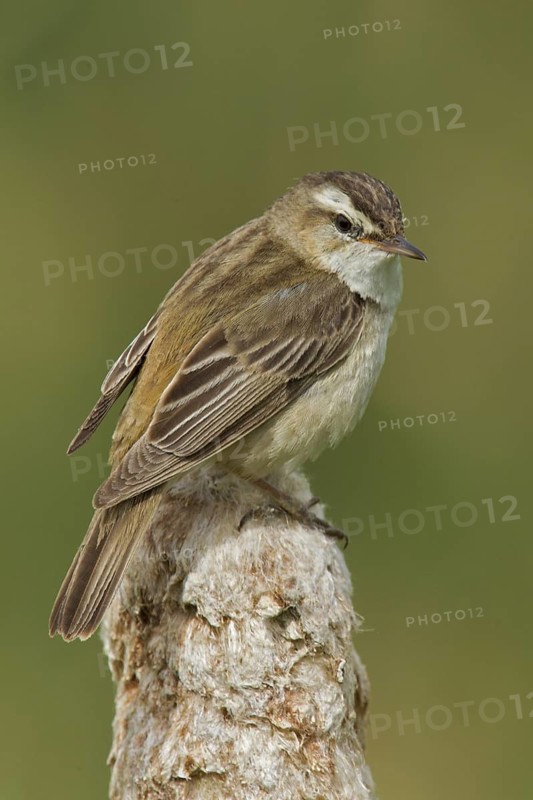 Sedge Warbler (Acrocephalus schoenobaenus), Wales, United Kingdom