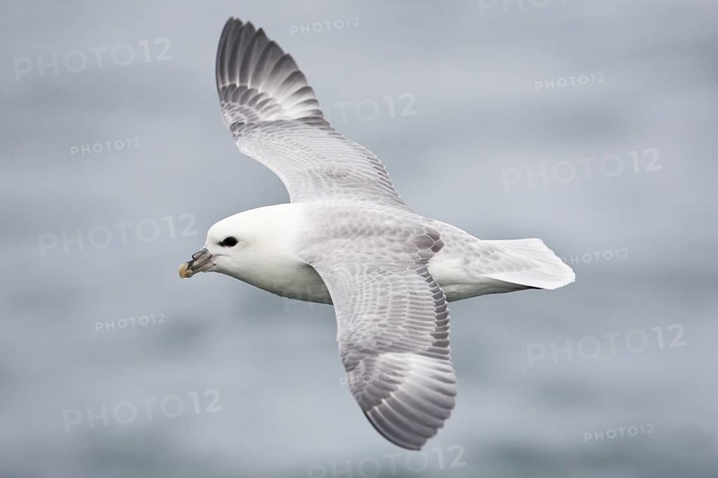 Northern Fulmar (Fulmarus glacialis) flying, North Sea, Germany