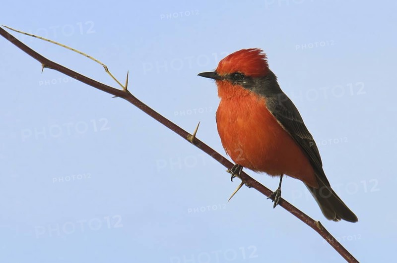 Vermilion Flycatcher (Pyrocephalus rubinus), Arizona, USA