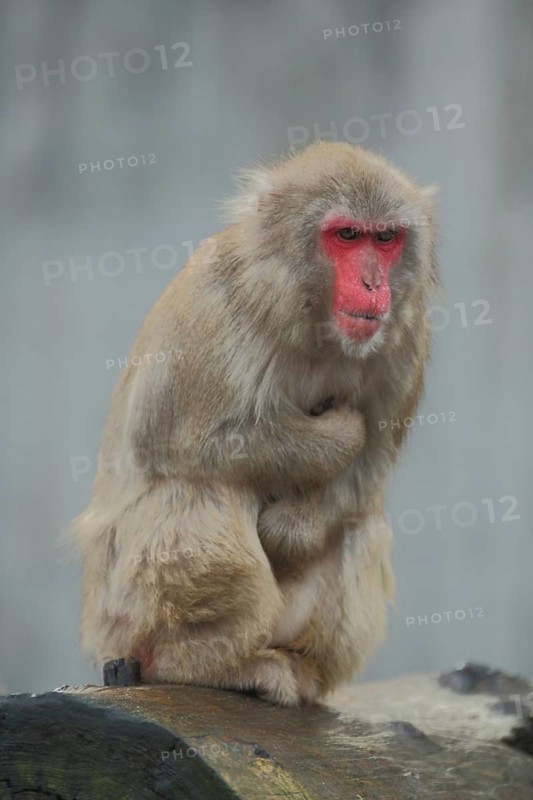 Japanese macaque (Macaca fuscata) with folded arms, captive