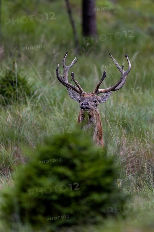 The red deer (Cervus elaphus) has just stuck the tips of its antlers into the mud of a wallow when it catches wind of me and disappears into the forest seconds later, wallow, mud bath, rutting season, deer rut, September, Denmark