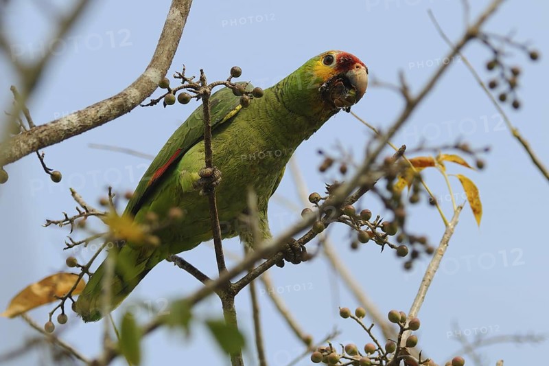 Red-lored Amazon (Amazona autumnalis), Guatemala